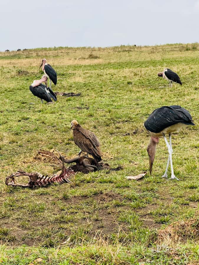 5-Hours Nairobi National Park Game Drive 4x4 Vehicle - Key takeaways before you go