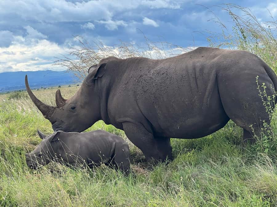 5-Hours Nairobi National Park Game Drive 4x4 Vehicle - Nairobi National Park is the star, not the drive