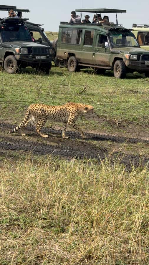 5-Hours Nairobi National Park Game Drive 4x4 Vehicle - The open-roof 4x4 game drive: why this format works