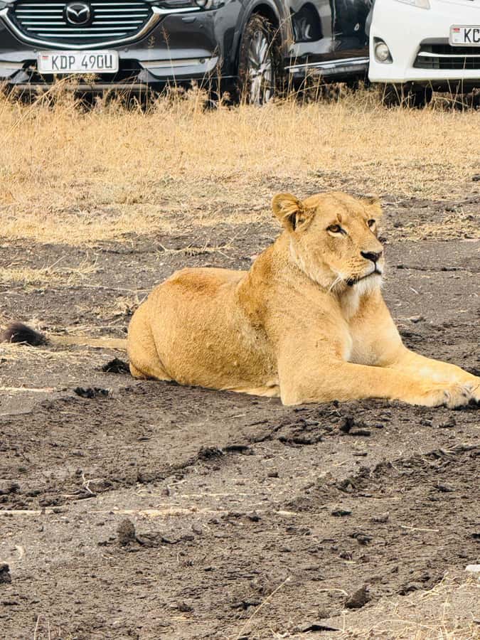 5-Hours Nairobi National Park Game Drive 4x4 Vehicle - Lions, rhinos, giraffes, zebras, and the long bird list