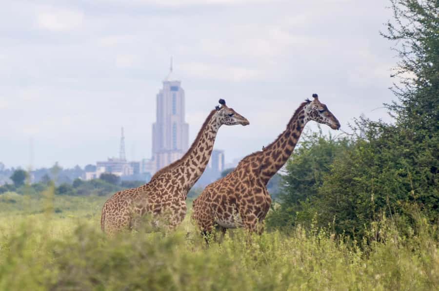 5-Hours Nairobi National Park Game Drive 4x4 Vehicle - Kazuri Beads Factory stop: a short arts break with real pacing