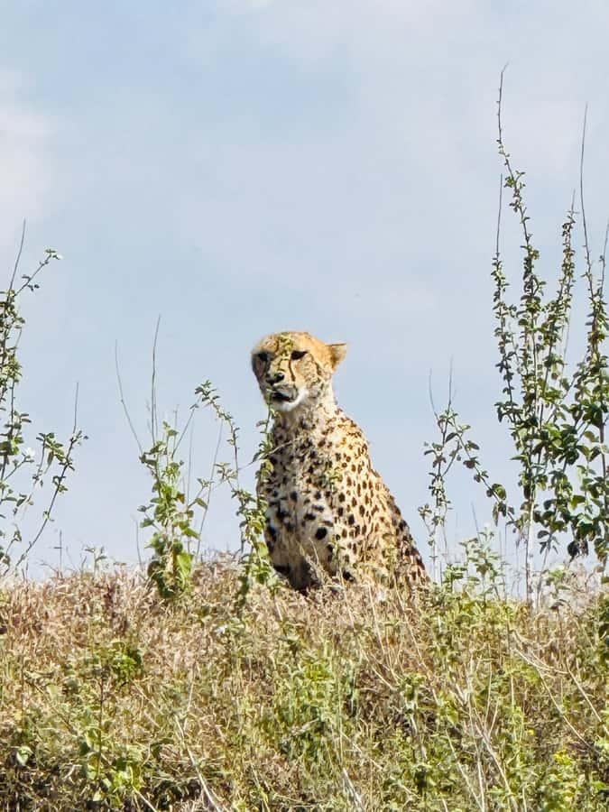 5-Hours Nairobi National Park Game Drive 4x4 Vehicle - What the $39 price includes, and what you must budget for