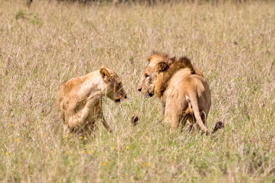 5-Hours Nairobi National Park Game Drive 4x4 Vehicle - Timing and service: the small things that make the drive better