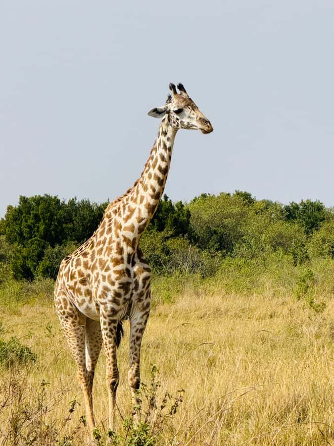 5-Hours Nairobi National Park Game Drive 4x4 Vehicle - What to bring (and what to watch out for)