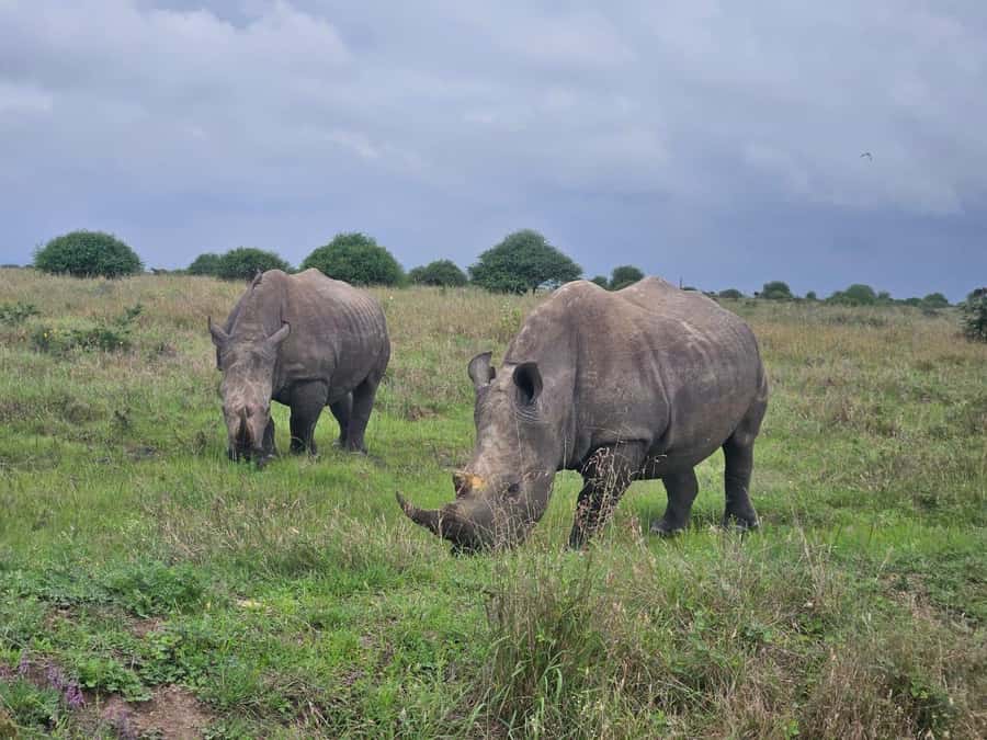 5 Hours Nairobi National Park Game Drive Tour 4x4 Open Roof - A City Safari at Sunrise in Nairobi National Park