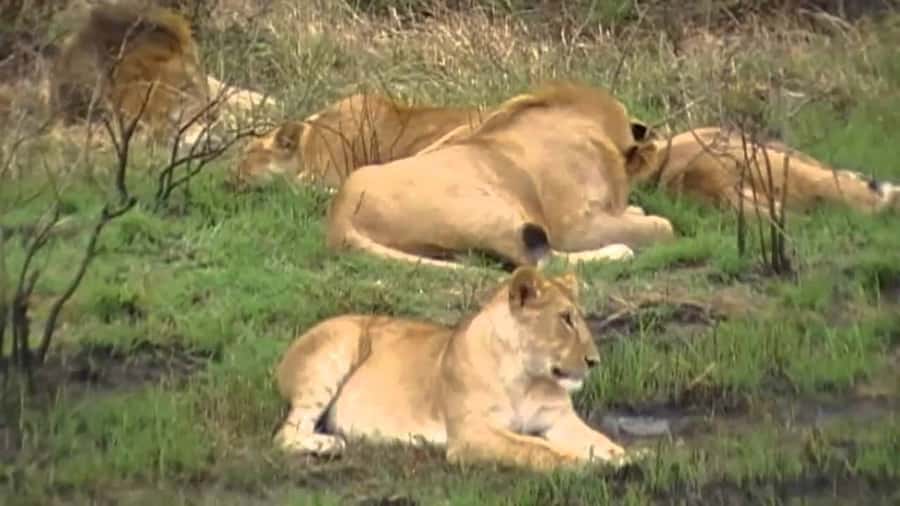 5 Hours Nairobi National Park Game Drive Tour 4x4 Open Roof - Dry Forest, Savannah Grasslands, Riverine Edges