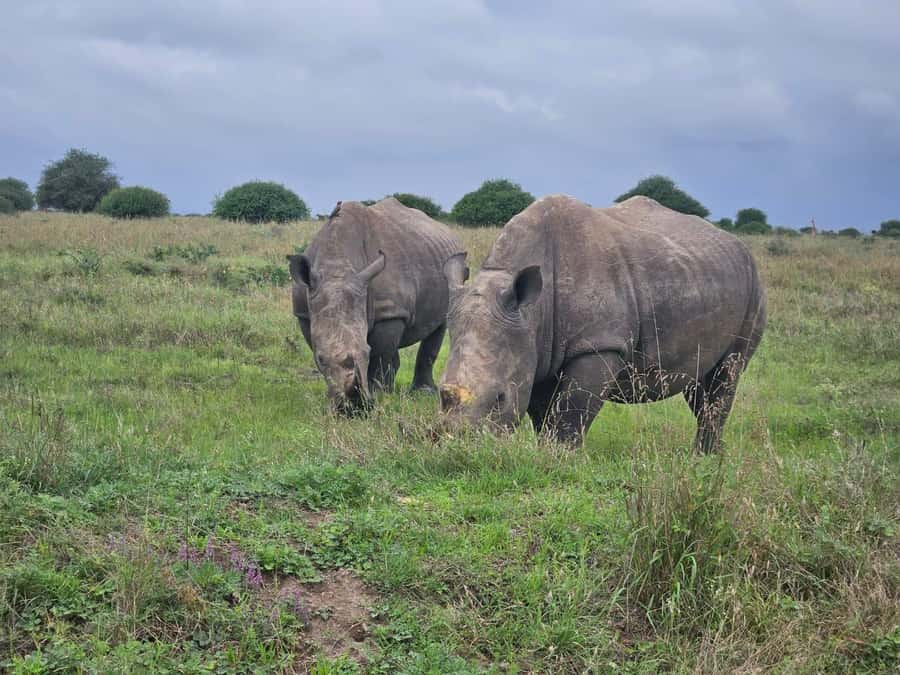 5 Hours Nairobi National Park Game Drive Tour 4x4 Open Roof - The Best Chance at Lions, Rhino, Buffalo, and Cheetah