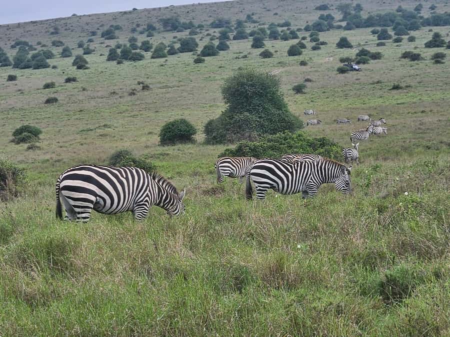 5 Hours Nairobi National Park Game Drive Tour 4x4 Open Roof - Kobe Beads and Park-Feeling Extras