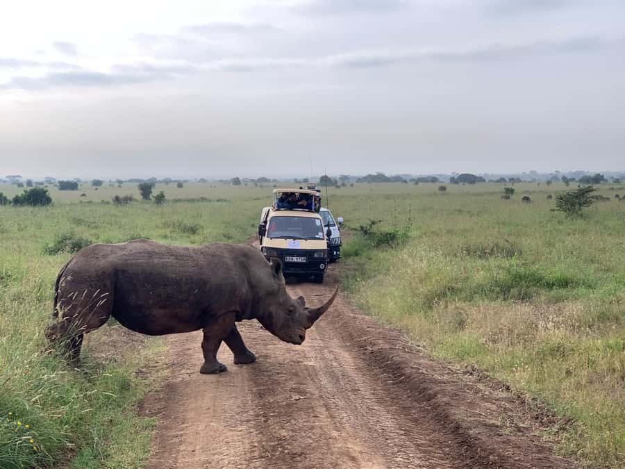 5 Hours Nairobi National Park Game Drive Tour 4x4 Open Roof - Price, Park Fees, and the Real Cost of the Day