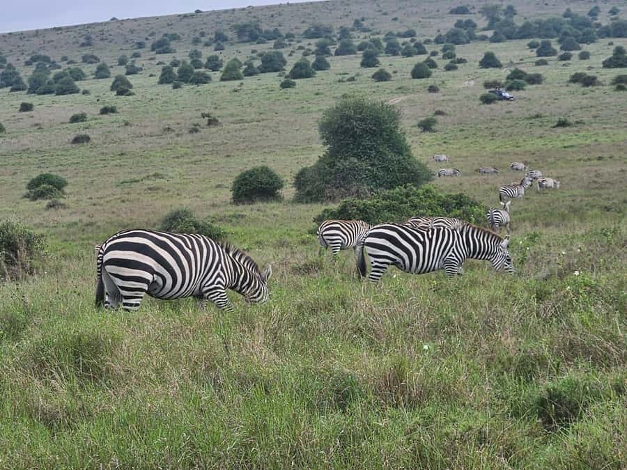 5 Hours Nairobi National Park Game Drive Tour 4x4 Open Roof - Should You Book This Open-Roof 4x4 Game Drive?