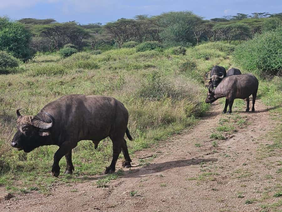 5 Hours Nairobi National Park Game Drive Tour 4x4 Open Roof - FAQ