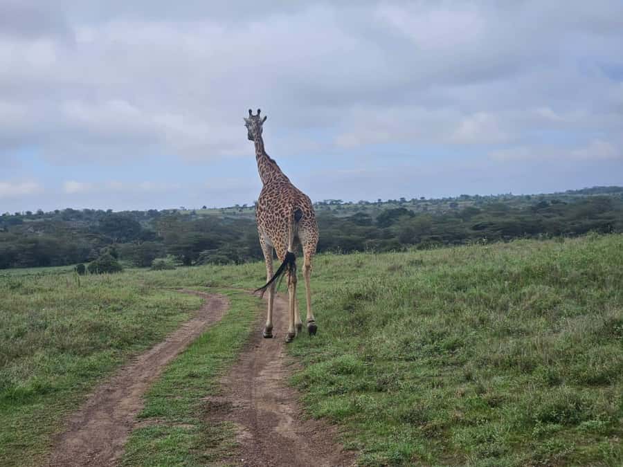 5 Hours Nairobi National Park Game Drive Tour 4x4 Open Roof - From Hotel Pickup to First Tracks in 15 Minutes