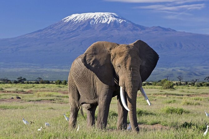 5days Tour Tsavo East & west, Amboseli from Mombasa / Nairobi - Key highlights to look for