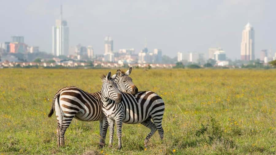 5Hrs Nairobi National Park MorningEvening Gamedrive 4x4 Van - Why Nairobi National Park Works for a 4-Hour Safari