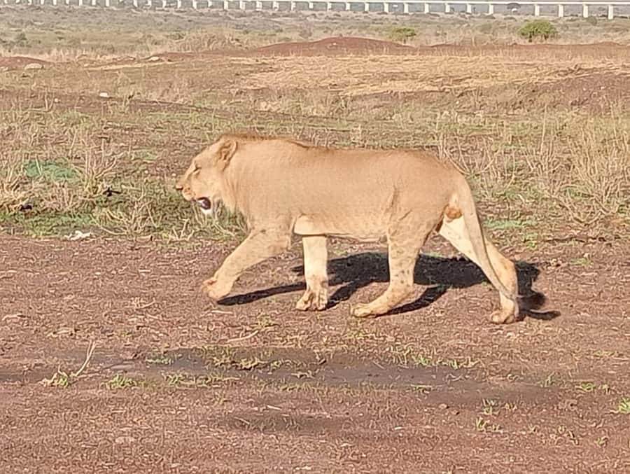 5Hrs Nairobi National Park MorningEvening Gamedrive 4x4 Van - The Park Terrain That Changes the Animal Odds