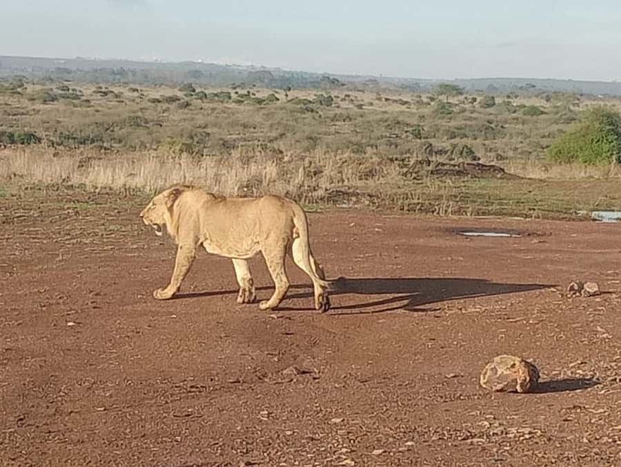 5Hrs Nairobi National Park MorningEvening Gamedrive 4x4 Van - Who This Safari Is Perfect For, and Who Should Rethink It