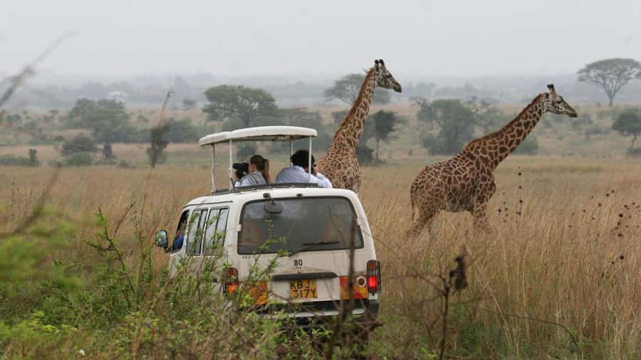 5Hrs Nairobi National Park MorningEvening Gamedrive 4x4 Van - Entering the Park: Your Morning or Evening Game Drive Flow