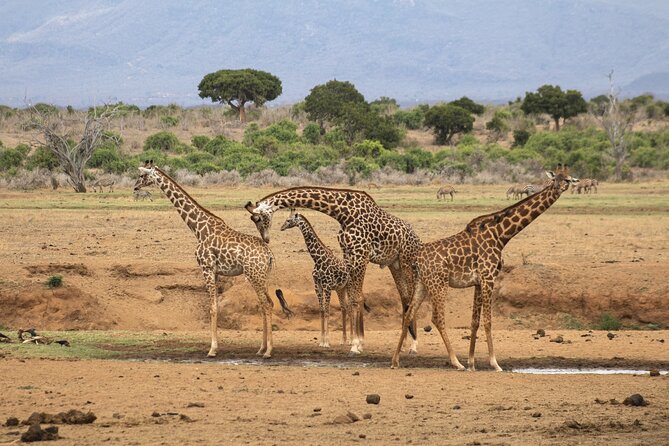5Hrs Nairobi National Park MorningEvening gamedrive 4x4 vehicle - Nairobi National Park safari, in a half-day that still feels real