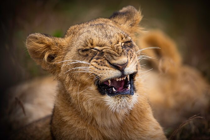 5Hrs Nairobi National Park MorningEvening gamedrive 4x4 vehicle - Game drive inside Nairobi National Park: where your eyes should go