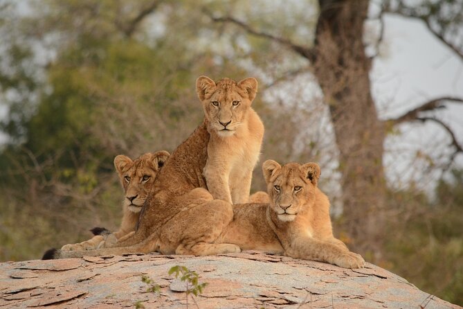 5Hrs Nairobi National Park MorningEvening gamedrive 4x4 vehicle - Kazuri Beads Factory: quick pottery and jewellery basics