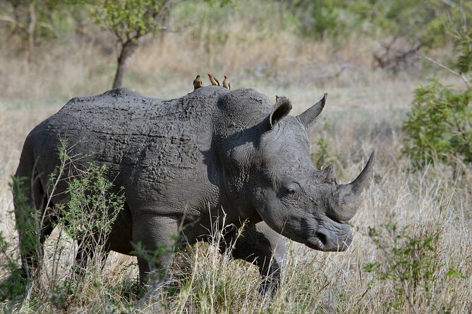 5Hrs Nairobi National Park MorningEvening gamedrive 4x4 vehicle - Price and what to budget beyond the $40