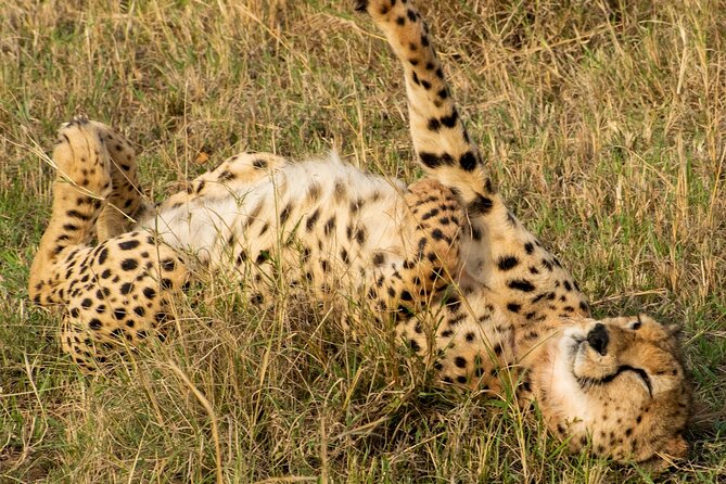 5Hrs Nairobi National Park MorningEvening gamedrive 4x4 vehicle - Who this Nairobi half-day safari fits best