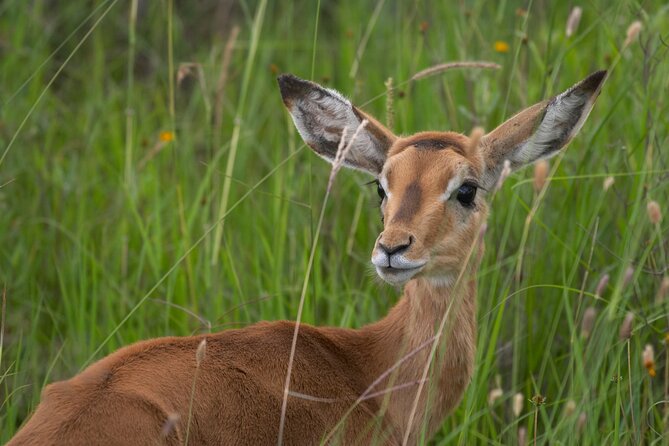 5Hrs Nairobi National Park MorningEvening gamedrive 4x4 vehicle - Should you book this Nairobi National Park experience?