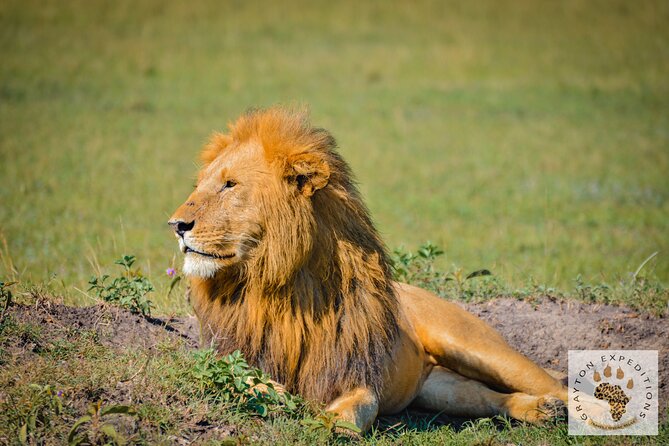 6-Day 5 Nights Masai Mara, Lake Nakuru & Amboseli Budget Safari - Day 3 Leaving the Mara for Lake Nakuru, With an Easy Evening Reset