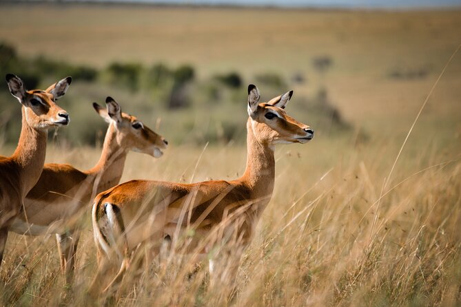 6-Day 5 Nights Masai Mara, Lake Nakuru & Amboseli Budget Safari - Day 5 Amboseli Elephants All Day, Plus a Chance to Meet Maasai Neighbors