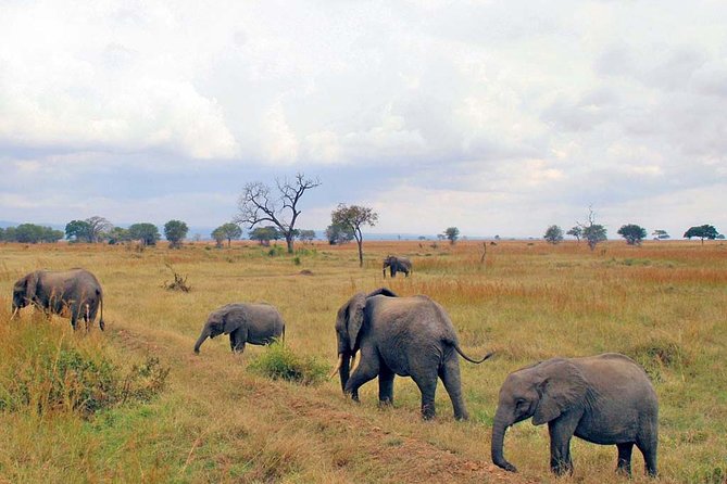 6-Day Kenya and Tanzania safari - The value of a two-country safari in 6 days
