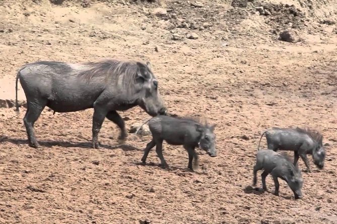 6-Day Kenya and Tanzania safari - Crossing to Serengeti, where game drives hit a new rhythm