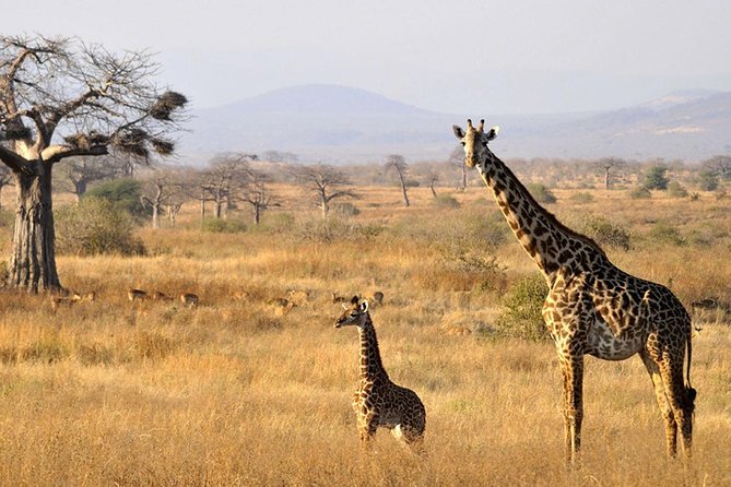 6-Day Kenya and Tanzania safari - Lodging style and meals: mid-range comfort that fits a safari schedule
