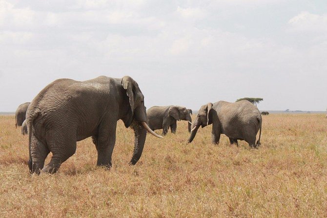 6-Day Kenya and Tanzania safari - Starting in Nairobi, then rolling into Masai Mara