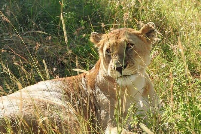 6 Day Maasai Mara, Lake Nakuru, Amboseli National Park - From Nairobi Airport to Amboseli: Getting Rolling Smoothly