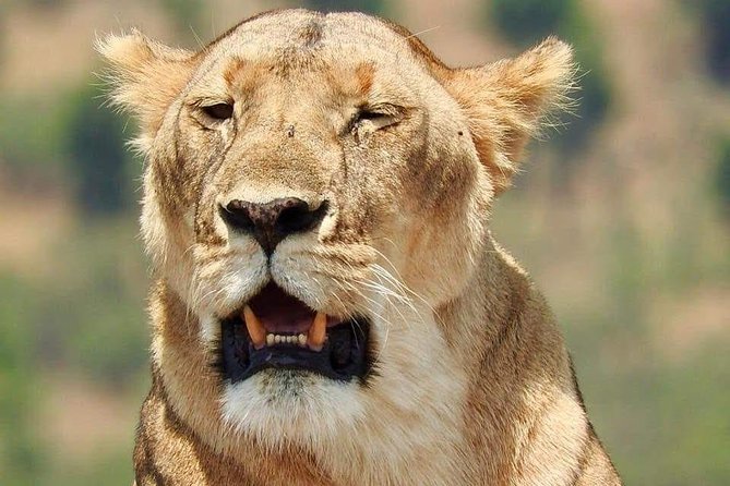 6 Day Maasai Mara, Lake Nakuru, Amboseli National Park - Day 2 in Amboseli: A Second Game Drive, Plus Serious Birding