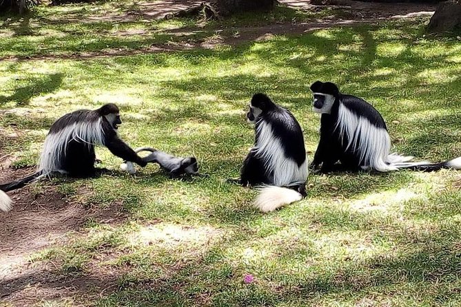 6 Day Maasai Mara, Lake Nakuru, Amboseli National Park - Maasai Mara Transfer via Narok: First Reserve Views in the Afternoon