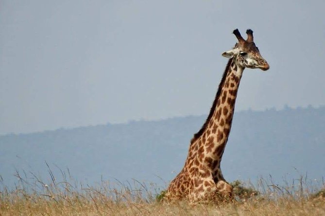 6 Day Maasai Mara, Lake Nakuru, Amboseli National Park - Day 6: Back to Nairobi, Late Afternoon Arrival