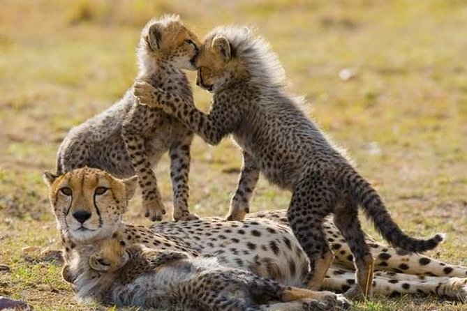 6 Day Maasai Mara, Lake Nakuru, Amboseli National Park - Day 1 in Amboseli: Kilimanjaro Backdrops and the Elephants-First Feeling
