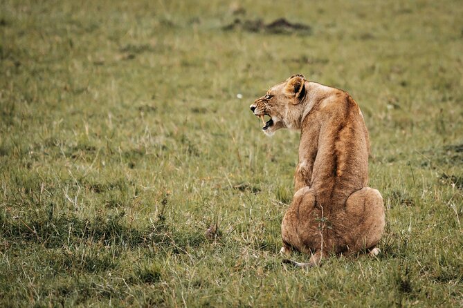6-Day Maasai Mara, Lake Nakuru and Amboseli Safari - Day 1: Nairobi to Maasai Mara, with a Rift Valley photo stop