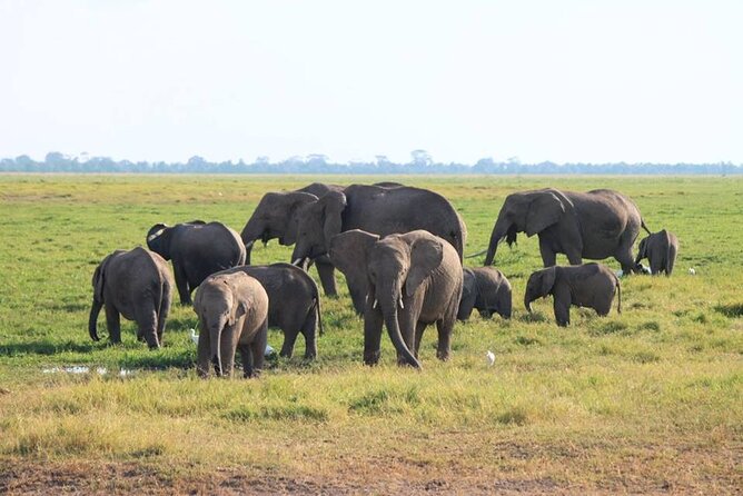 6-Day Maasai Mara, Lake Nakuru and Amboseli Safari - Amboseli and Mount Kilimanjaro: best when clouds behave