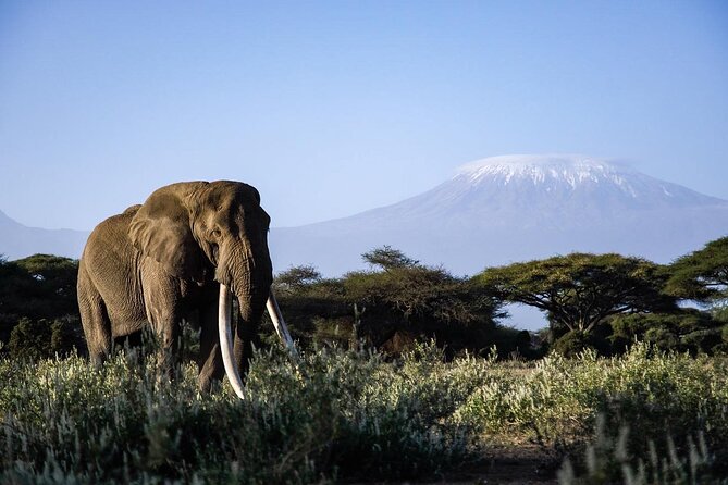 6-Day Maasai Mara, Lake Nakuru and Amboseli Safari - The optional Maasai village visit: culture, with guardrails on expectations