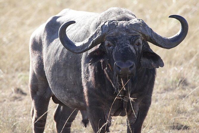 6-Day Maasai Mara, Lake Nakuru and Amboseli Safari - Lodging and meals: what’s included and what you should watch