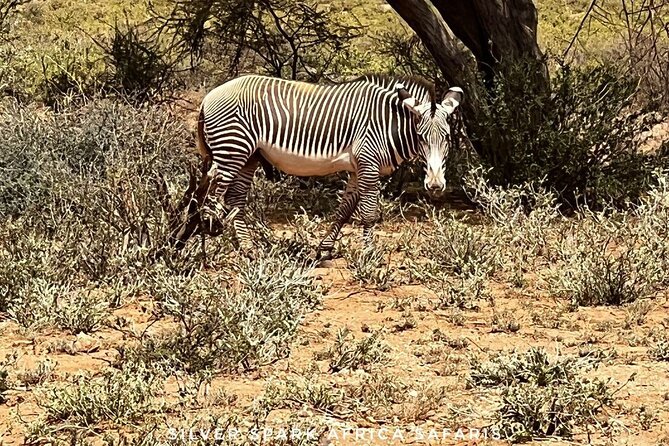 6-Day Maasai Mara Reserve, Lake Naivasha, Amboseli National Park - Three parks in six days, and why this route works