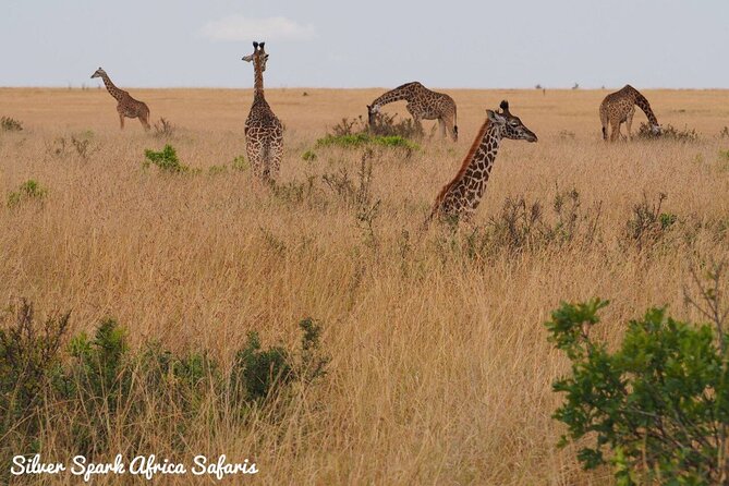 6-Day Maasai Mara Reserve, Lake Naivasha, Amboseli National Park - Amboseli day 2: morning and afternoon drives, birds, and swamp views