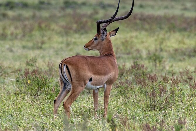 6-Day Maasai Mara Reserve, Lake Naivasha, Amboseli National Park - Day 6: early return to Nairobi after breakfast
