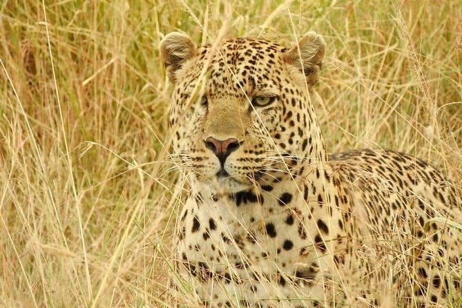 6-Day Maasai Mara Reserve, Lake Naivasha, Amboseli National Park - Price and value: what $1,800 per person really buys