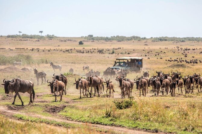 6-Day Private Landcruiser Safari to Masai Mara, Nakuru & Amboseli - A budget private safari that still feels personal