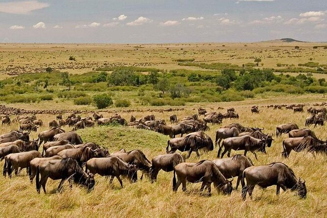 6-Day Private Landcruiser Safari to Masai Mara, Nakuru & Amboseli - Day 3: Lake Nakuru, flamingos, and rhinos in one day