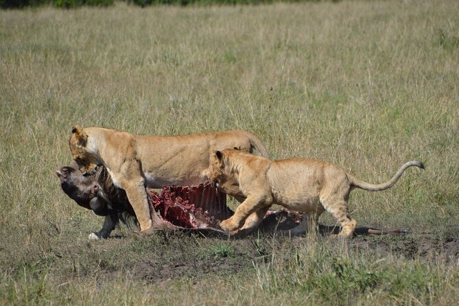 6-Day Private Landcruiser Safari to Masai Mara, Nakuru & Amboseli - Day 4: Extensive morning in Nakuru, then onward to Amboseli