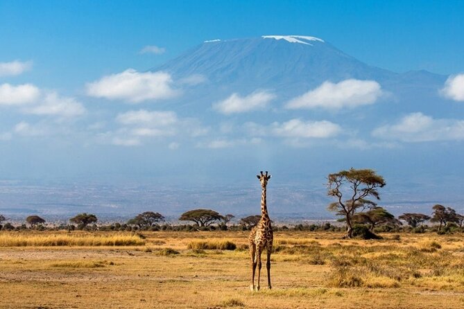6-Day Private Landcruiser Safari to Masai Mara, Nakuru & Amboseli - Day 6: One last game drive, then back to Nairobi
